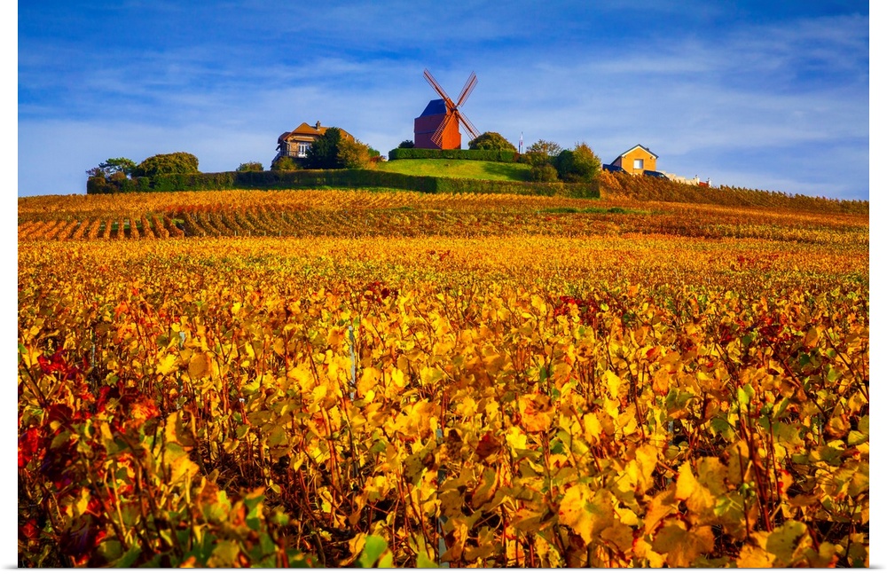 France, Champagne-Ardenne, Champagne, Marne, Verzenay, Vineyards and windmill in autumn.
