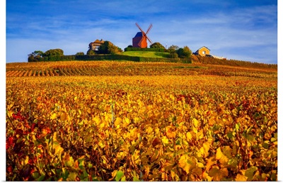 France, Champagne-Ardenne, Champagne, Marne, Verzenay, Vineyards And Windmill In Autumn