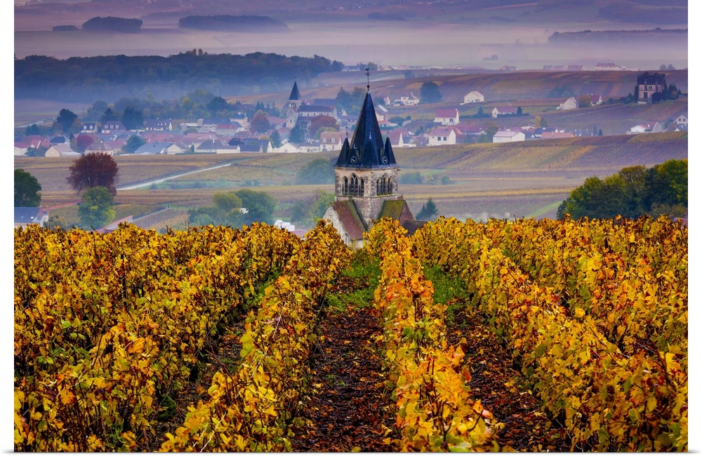 France, Champagne-Ardenne, Champagne, Marne, Ville-Dommange, Vineyards in autumn