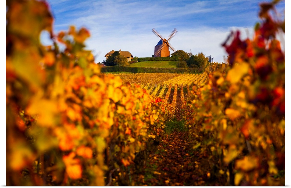 France, Champagne-Ardenne, Verzenay, Vineyards and windmill in autumn.