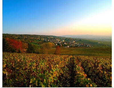 France, Champagne, Epernay, vineyard near Champillon village