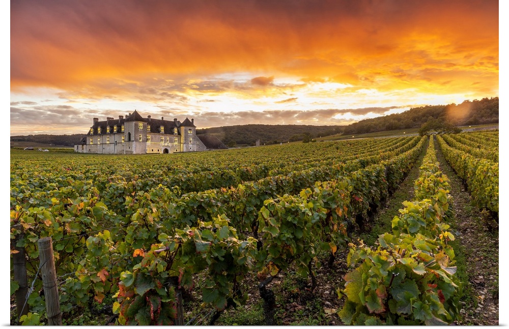 France, Bourgogne-Franche-Comto, Cote-d'Or, Vougeot, Chateau Clos de Vougeot & its vineyards along Route des Grands Crus a...