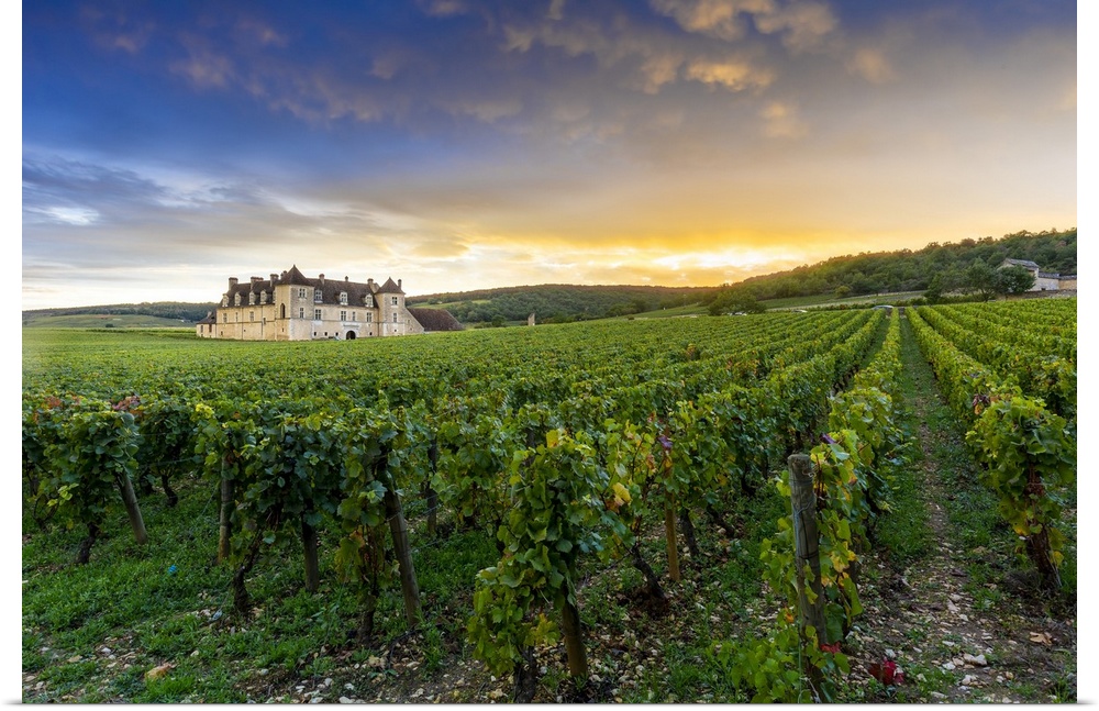 France, Bourgogne-Franche-Comte, Vougeot, Cote-d'Or, Chateau Clos de Vougeot and its vineyards along the Route des Grands ...