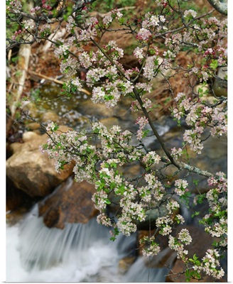France, Corsica, Les Calanques, spring blossom