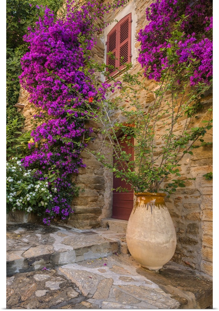 France, Provence-Alpes-Cote d'Azur, Bormes-les-Mimosas, Cote d'Azur, French Riviera, Var, House entrance with blooming bou...