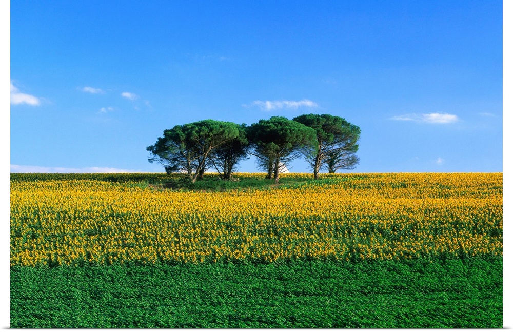 France, Midi-Pyrenees, Gers, sunflower field