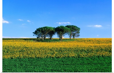 France, Midi-Pyrenees, Gers, sunflower field