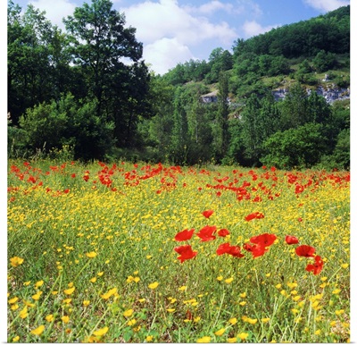 France, Midi-Pyrenees, Meadow on the banks of River Ouysse