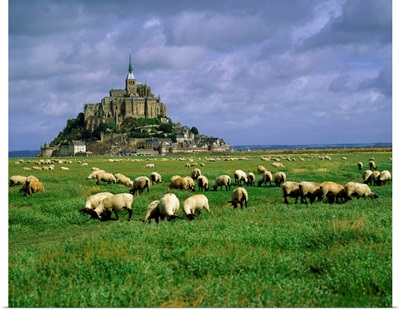 France, Mont St. Michel, Manche, sheeps