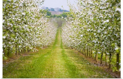 France, Normandy, Apple trees in full blossom in the orchard