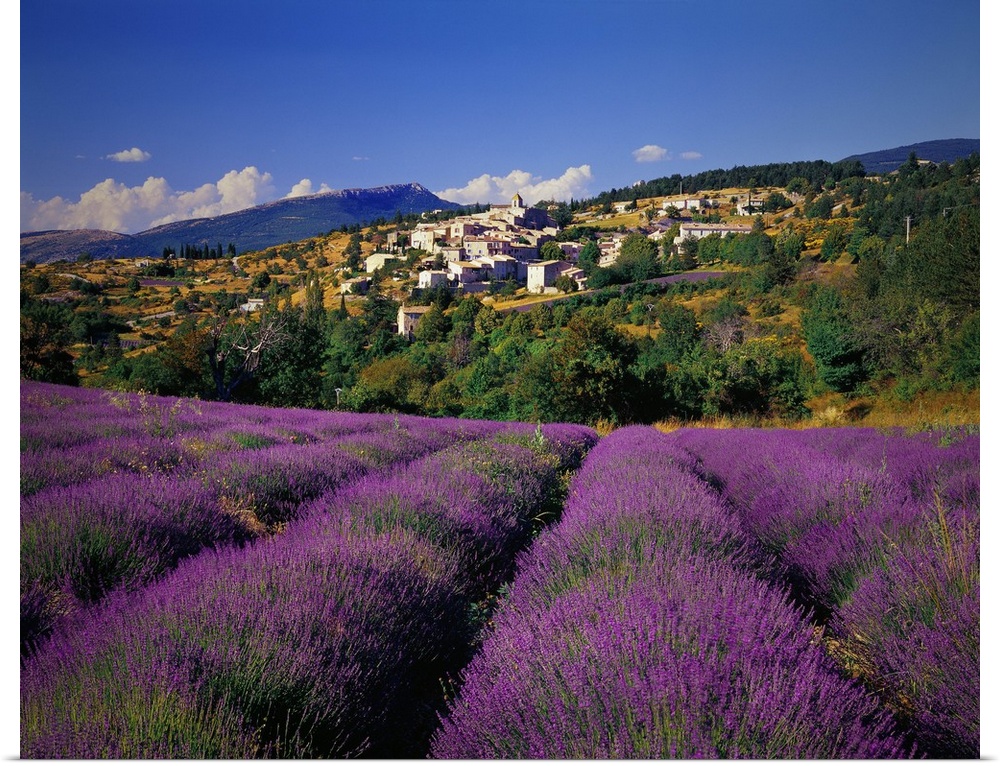 France, Provence-Alpes-C..te d'Azur, Aurel, Lavender fields
