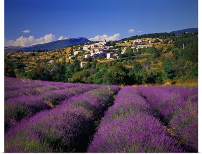 France, Provence-Alpes-Cote d'Azur, Aurel, Lavender fields