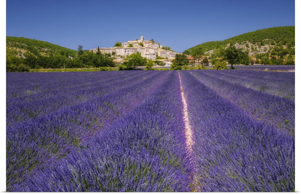 France, Provence-Alpes-Cote d'Azur, Banon, Provence, Alpes-de-Haute-Provence, Field of lavender (Lavendula augustifolia).