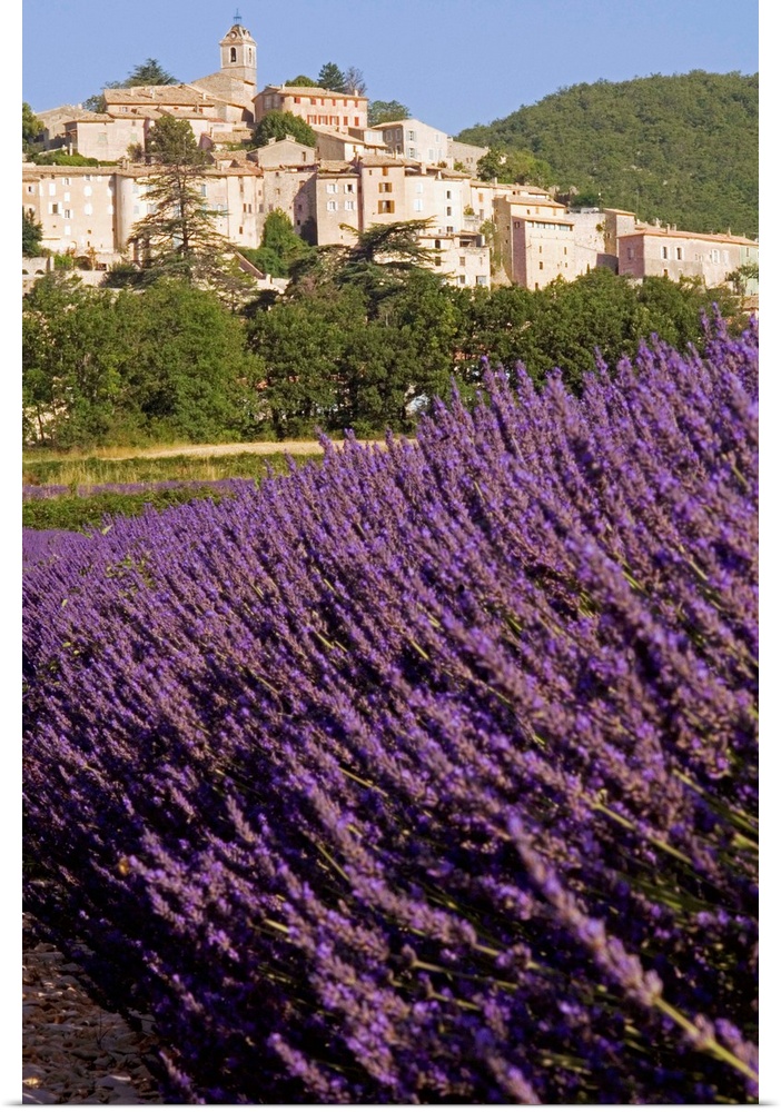France, Provence-Alpes-Cote d'Azur, Banon, Lavender field