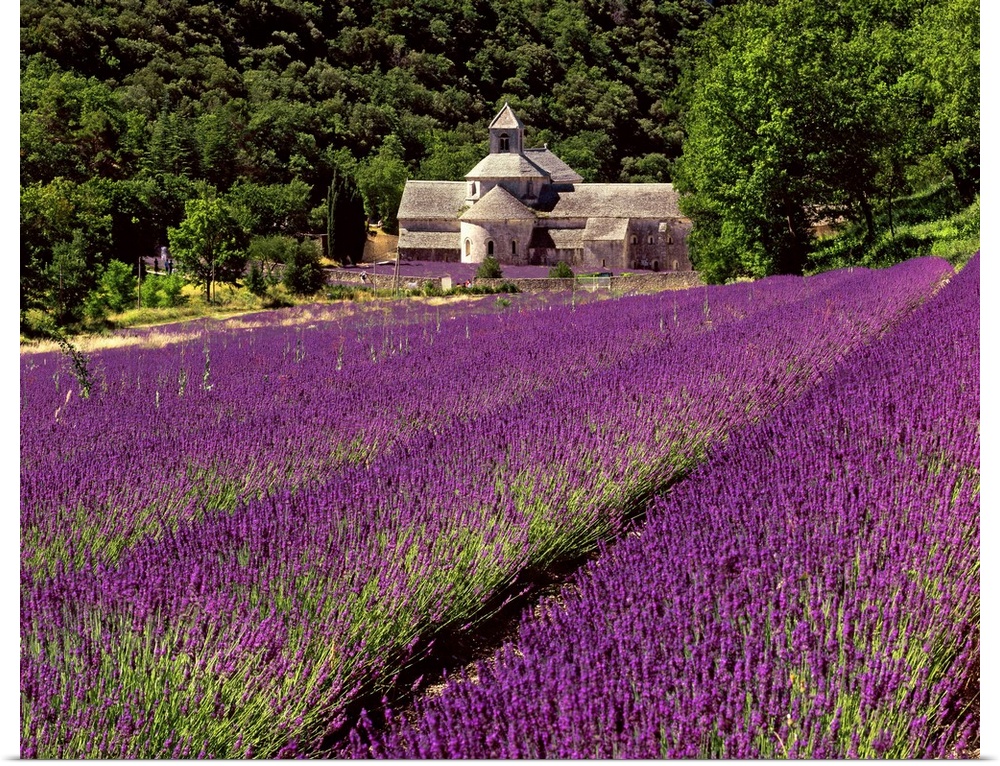 France, Provence-Alpes-C..te d'Azur, Gordes, S..nanque Abbey
