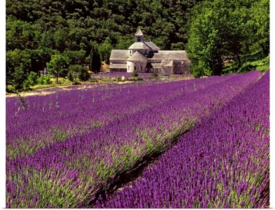 France, Provence-Alpes-Cote d'Azur, Gordes, Senanque Abbey