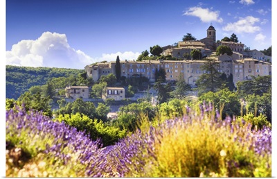 France, Provence-Alpes-Cote d'Azur, Provence, Banon, Lavender field near Valensole