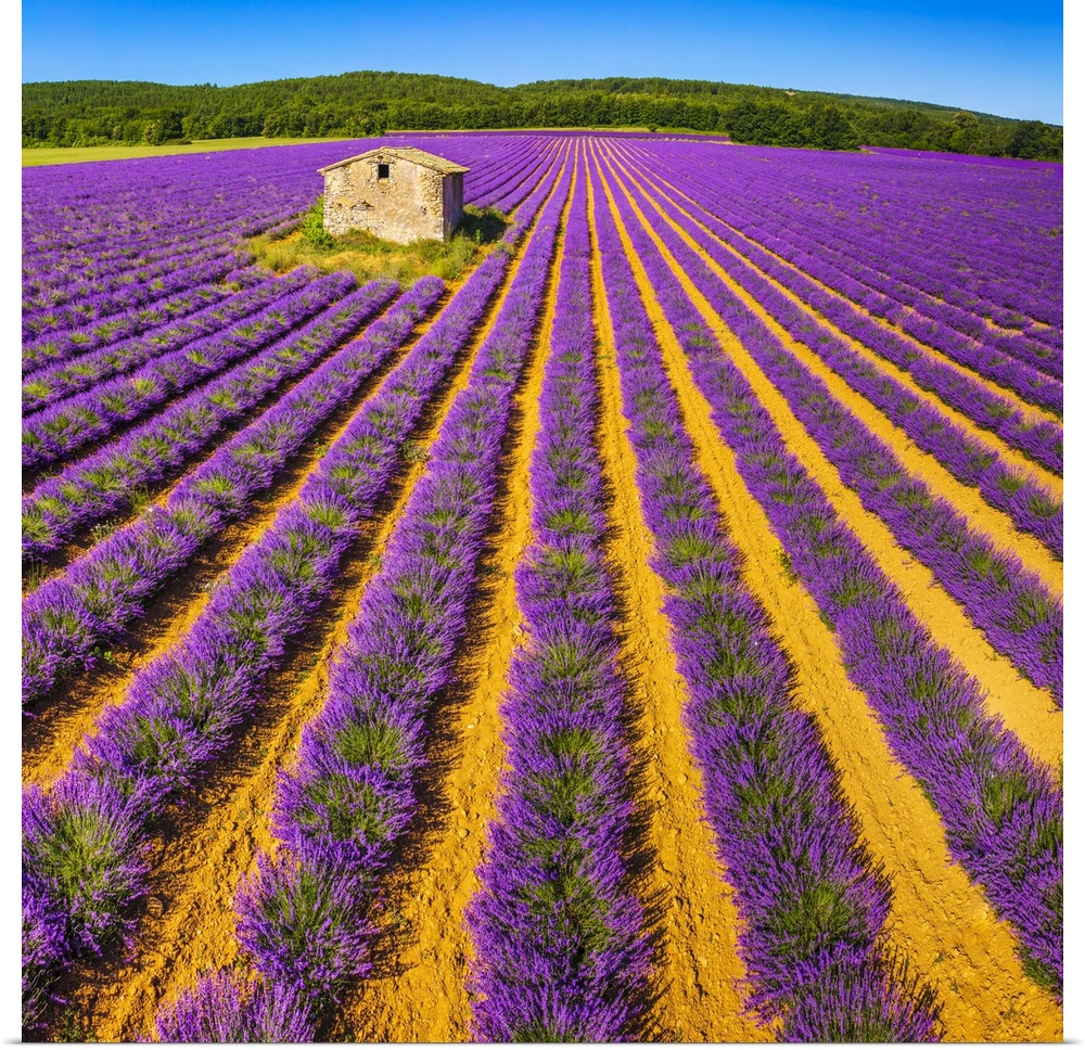 France, Provence-Alpes-Cote d'Azur, Provence, Lavender field