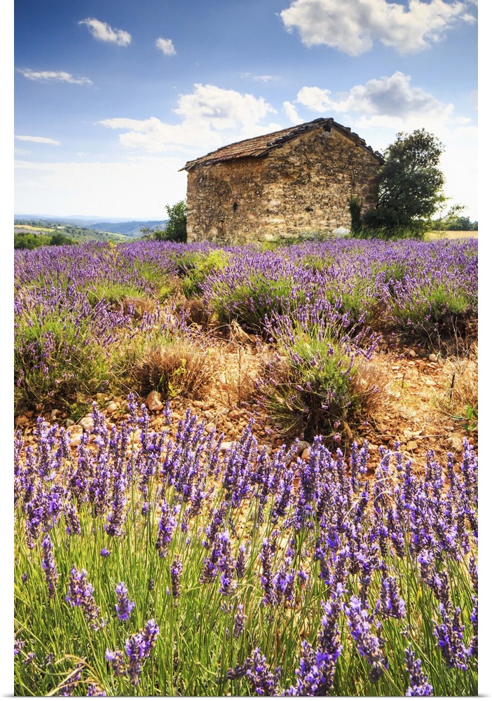 France, Provence-Alpes-Cote d'Azur, Provence, Alpes-de-Haute-Provence, Valensole, Lavender field near Valensole