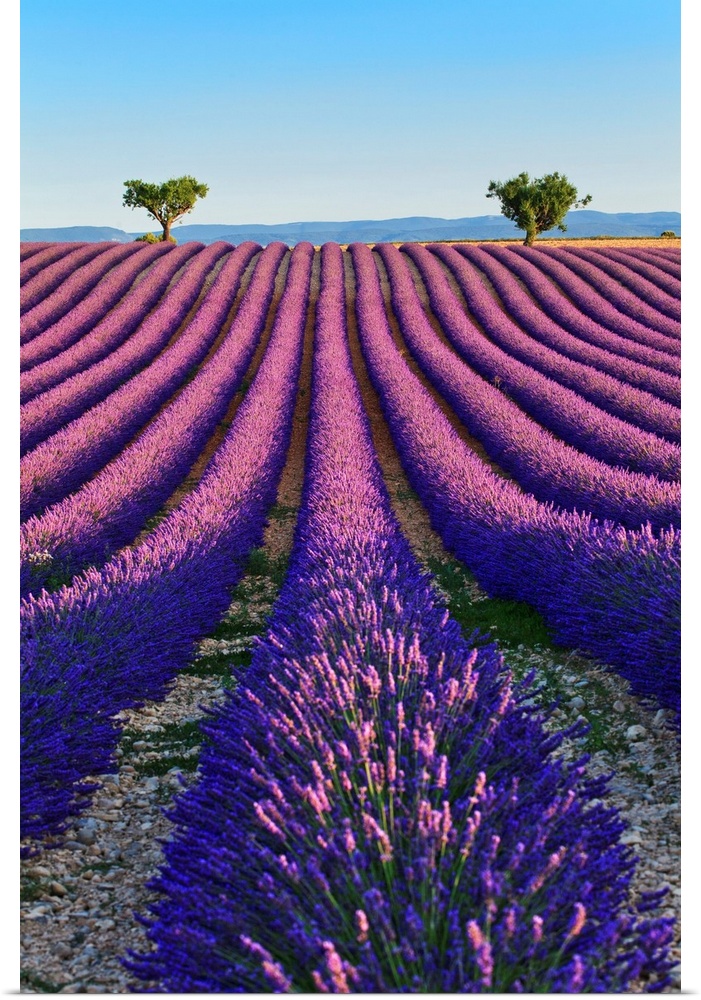 France, Provence-Alpes-Cote d'Azur, Provence, Valensole, Lavender fields near Valensole.