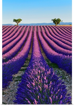France, Provence-Alpes-Cote d'Azur, Provence, Valensole, Lavender Fields Near Valensole