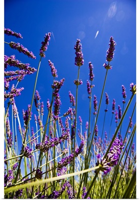 France, Provence-Alpes-Cote d'Azur, Provence, Vaucluse, Lavender fields