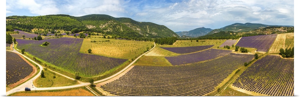 France, Provence-Alpes-Cote d'Azur, Provence, Vaucluse, Lavender fields near Aurel.