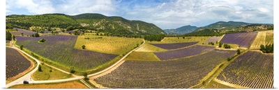 France, Provence-Alpes-Cote d'Azur, Provence, Vaucluse, Lavender fields near Aurel