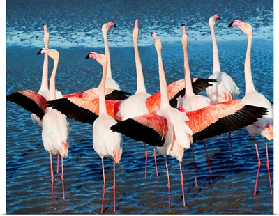 France, Provence-Alpes-Cote d'Azur, Regional Nature Park Of The Camargue, Pink Flamingo