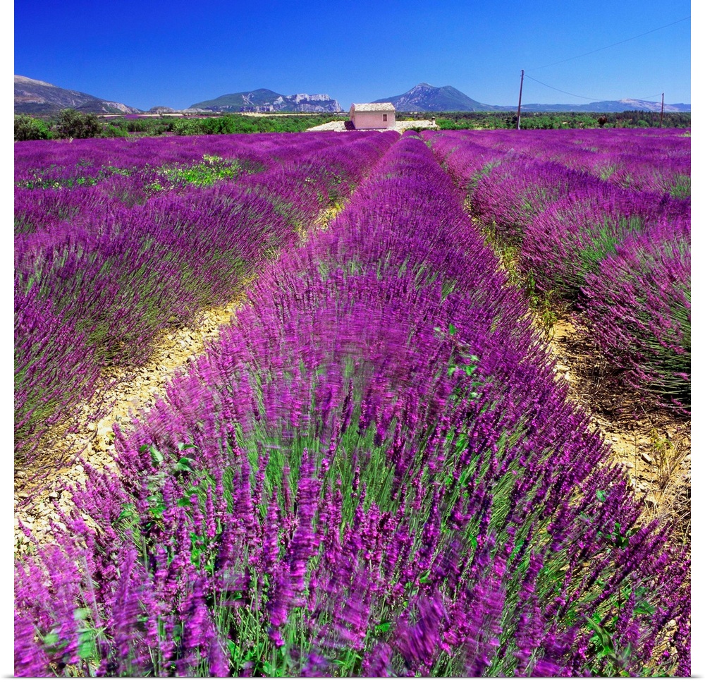 France, Provence-Alpes-C..te d'Azur, Saint-Jurs, Lavender fields