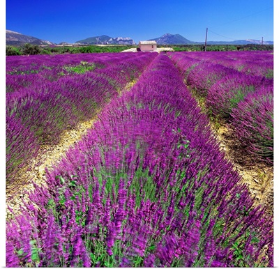 France, Provence-Alpes-Cote d'Azur, Saint-Jurs, Lavender fields
