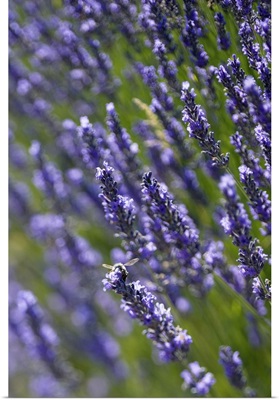 France, Provence-Alpes-Cote d'Azur, Sault, Lavender