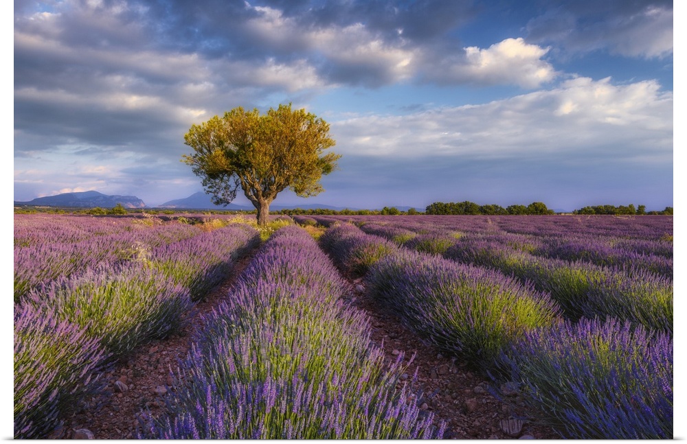 France, Provence-Alpes-Cote d'Azur, Valensole, Provence, Vaucluse, Alpes-de-Haute-Provence, Tree in lavender field (Lavend...