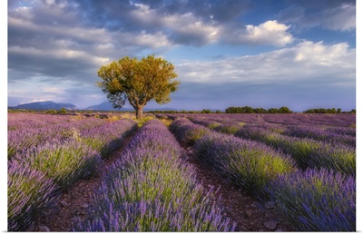 France, Provence-Alpes-Cote D'azur, Tree In Lavender Field, Plateau De Valensole