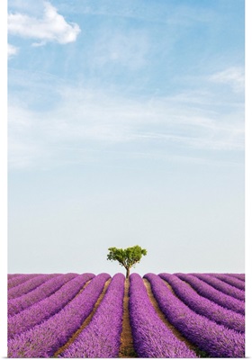 France, Provence-Alpes-Cote d'Azur, Valensole, Lavender Field On The Plateau