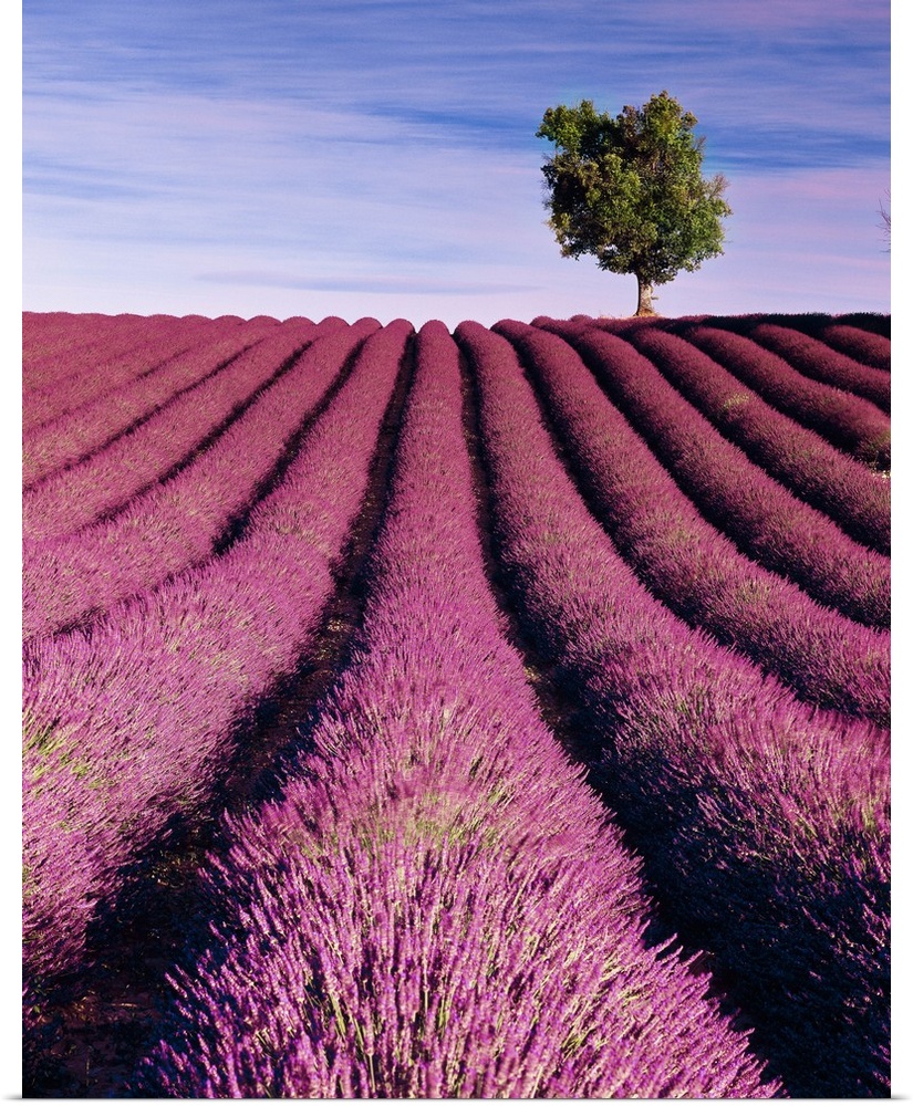 France, Provence-Alpes-C..te d'Azur, Valensole, Lavender fields