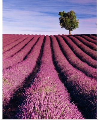 France, Provence-Alpes-Cote d'Azur, Valensole, Lavender fields