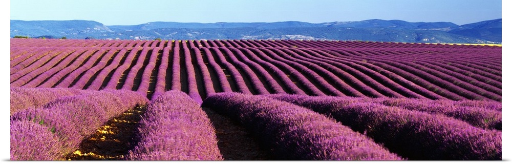 France, Provence-Alpes-C..te d'Azur, Valensole, Lavender fields