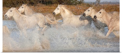 France, Provence, Bouches-du-Rha'ne, White horses run through the marshes in Camargue