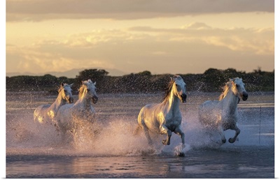 France, Provence, Camargue, Bouches-du-Rhone, Camargue horses at sunset