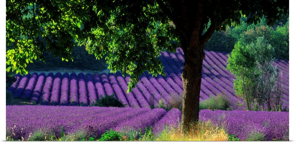 France, Provence, Lavender field