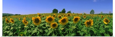 France, Provence, Sunflowers