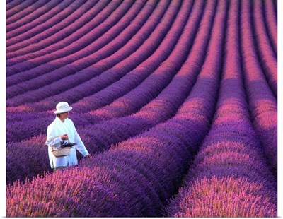 France, Provence, Valensole, girl in lavender field