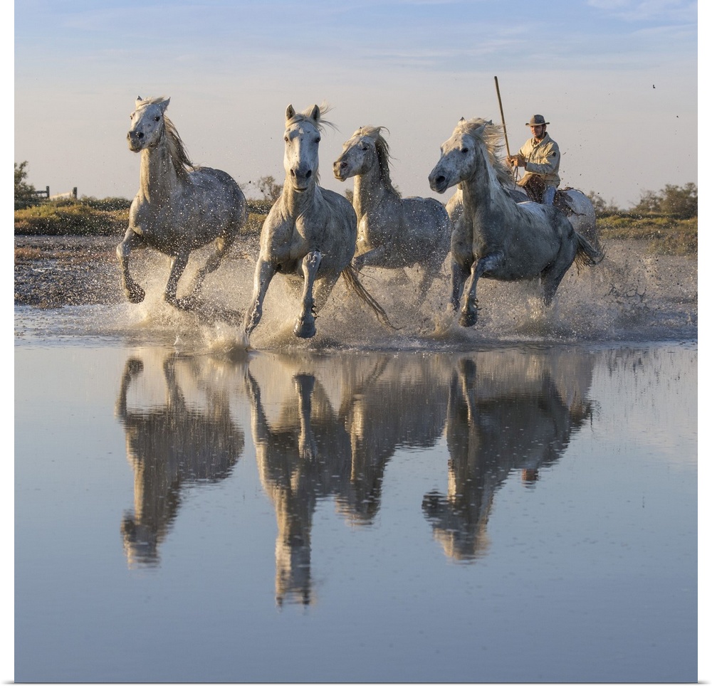 France, Saintes-Maries-de-la-Mer, Regional Nature Park of the Camargue, White horses are herded by a guardian in the marsh...