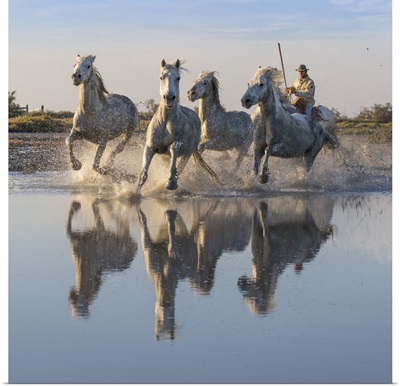 France, White Horses Herded In The Camargue
