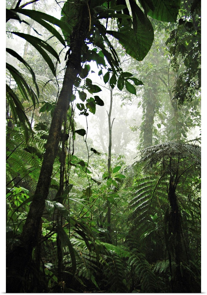 Foresta pluviale di La Soufriere, Parc National de la Guadeloupe, Guadeloupe (Basse Terre), French West Indies