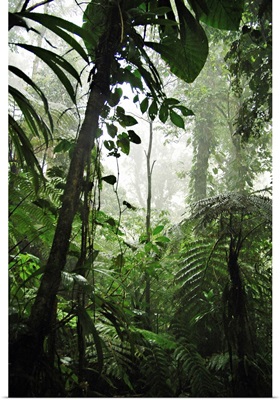 French Antilles, Caribbean, Guadeloupe National Park, La Soufriere rain forest