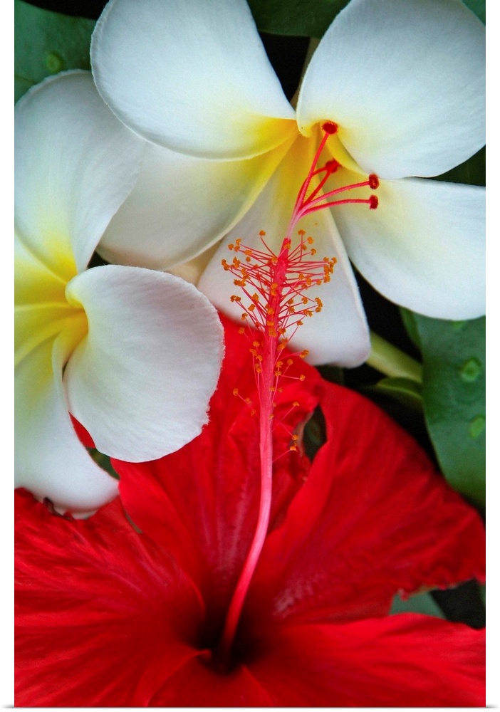 French Polynesia, Polyn..sie fran..aise, Polynesian flowers