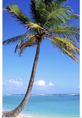 French West Indies, Marie Galante Island, Capesterre village, Feuillire beach