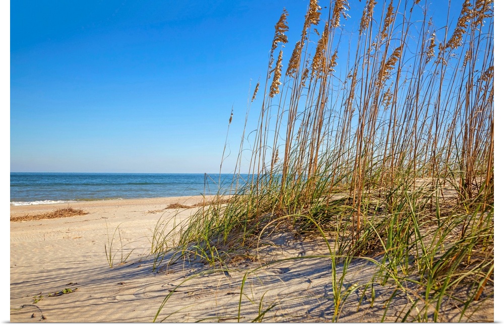 Georgia, Tybee Island, sea oats on beach dunes.